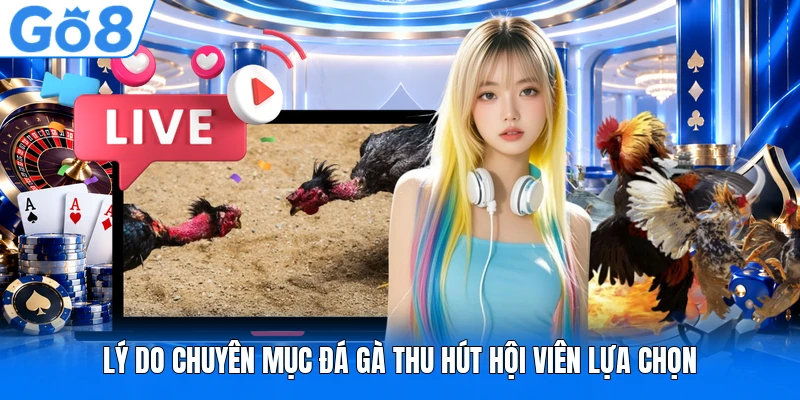 Lý do chuyên mục đá gà thu hút hội viên lựa chọn Lý do chuyên mục đá gà thu hút hội viên lựa chọn